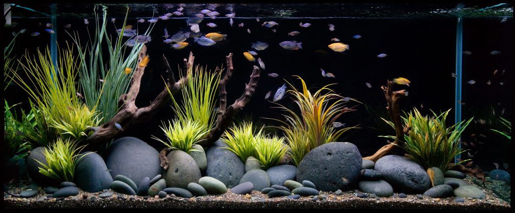 Custom Aquariums